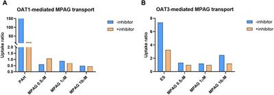 In vitro mechanistic study on mycophenolate mofetil drug interactions: effect of prednisone, cyclosporine, and others